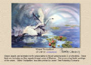 Wildlife/GrandTrumpetersPOP2.jpg