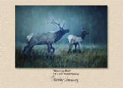 Wildlife/MorningMistPOP.jpg