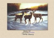 Wildlife/MorningTalkPOP2.jpg