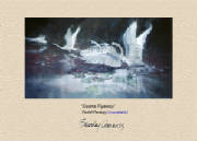 Wildlife/SwansFlyawayPOPcopy.jpg
